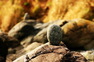 Thriving Ivy, Bespoke coaching and Counselling